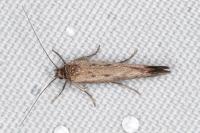 Scythris dissimilella