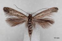 Scythris dissimilella