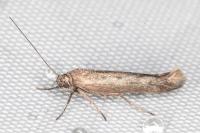 Scythris dissimilella
