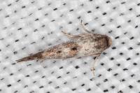 Epermenia ochreomaculella