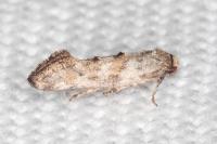 Epermenia ochreomaculella