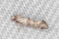 Epermenia ochreomaculella