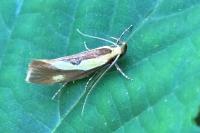 Harpella forficella