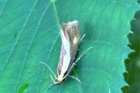 Harpella forficella