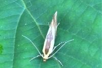 Harpella forficella