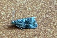 Celypha lacunana
