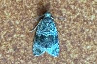 Celypha lacunana