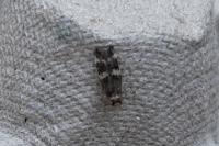 Oegoconia
