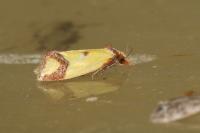 Agapeta zoegana