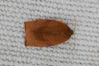 Cacoecimorpha pronubana