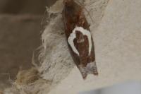 Epiblema foenella