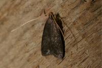 Homaloxestis briantiella