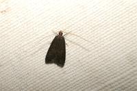 Homaloxestis briantiella