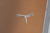 Pterophorus pentadactylus
