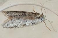 Penestoglossa dardoinella