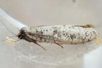 Penestoglossa dardoinella