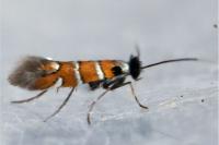 Phyllonorycter schreberella