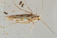 Pyroderces argyrogrammos