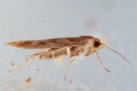 Pyroderces argyrogrammos