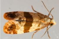 Phalonidia contractana