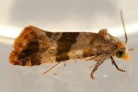 Phalonidia contractana