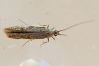 Coleophora