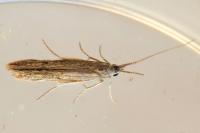 Coleophora