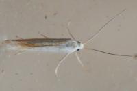 Coleophora