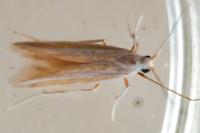 Coleophora