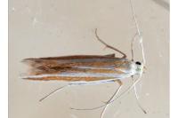 Coleophora