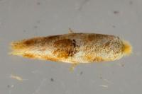Bucculatrix