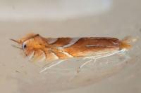 Phyllonorycter