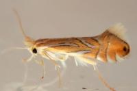 Phyllonorycter