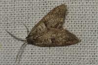 Penestoglossa dardoinella