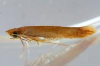 Tischeria
