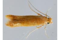 Tischeria