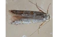 Symmocoides oxybiella