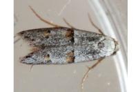 Symmocoides oxybiella