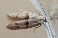 Symmocoides oxybiella