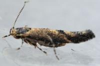 Coccidiphila