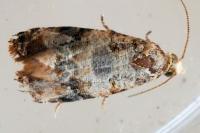 Lobesia botrana