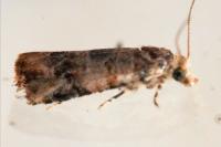 Lobesia botrana