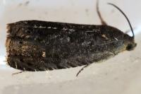 Grapholita molesta