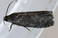 Grapholita molesta