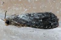 Grapholita molesta