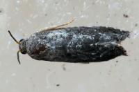 Grapholita molesta