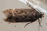 Bryotropha