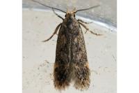 Bryotropha