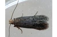 Bryotropha