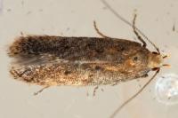 Bryotropha